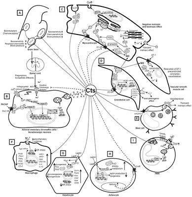 Role of Catestatin in the Cardiovascular System and Metabolic Disorders